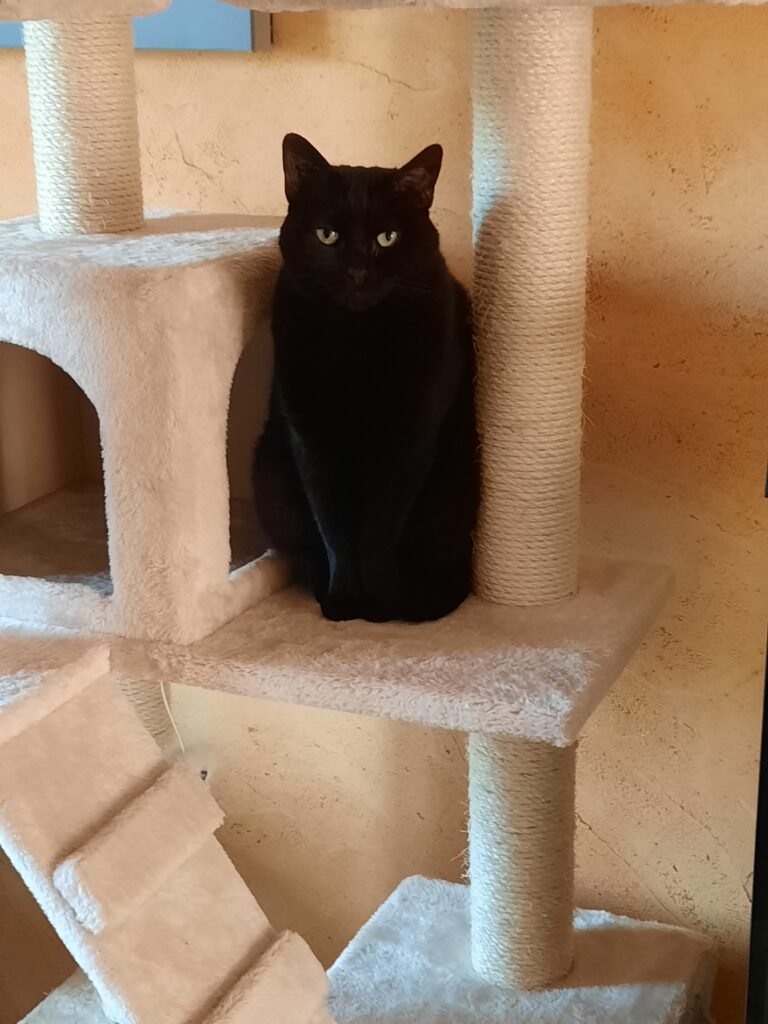 Mystik, chatte de Chrystelle — Chat Trek