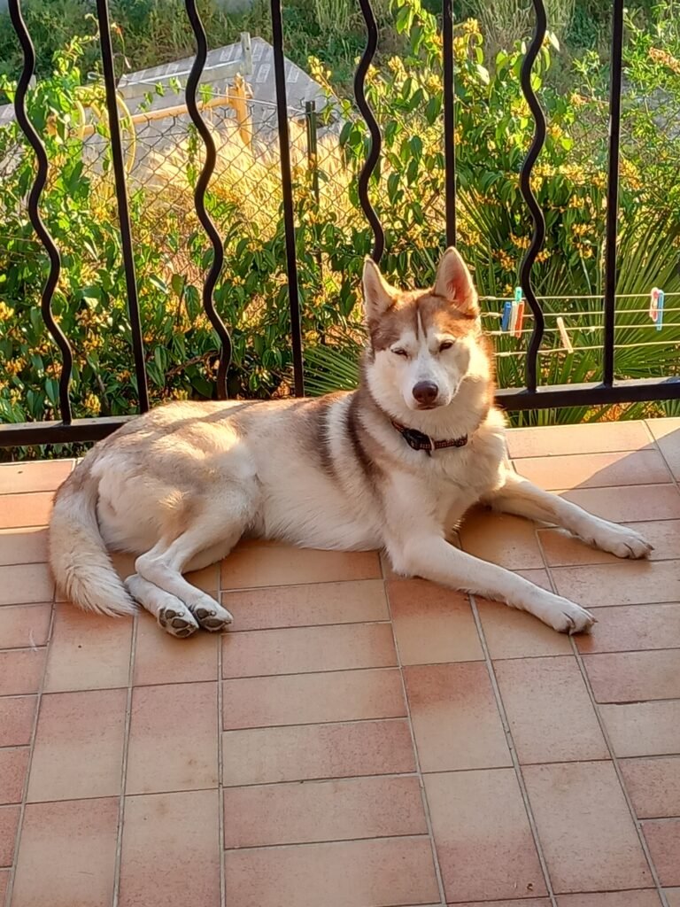 Ruby, chienne de Chrystelle — Chat Trek