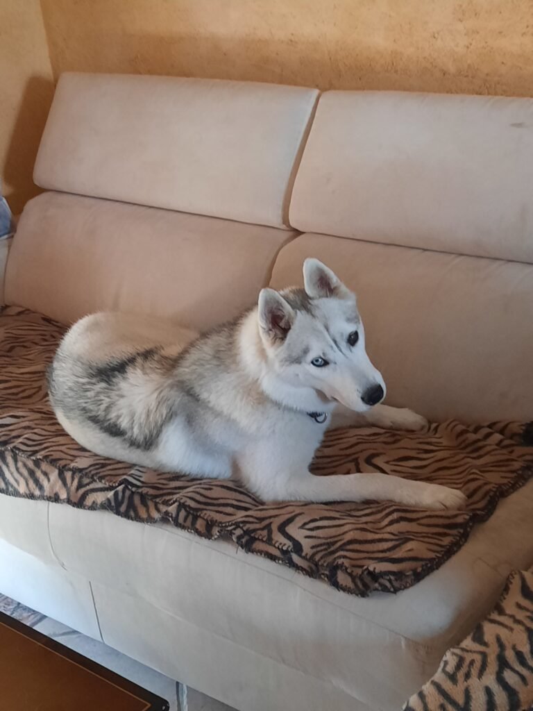 Savannah, chienne de Chrystelle — Chat Trek