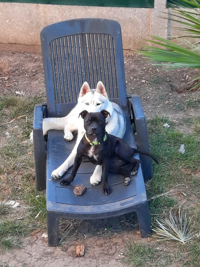 Savannah et Baggy, chiennes de Chrystelle — Chat Trek
