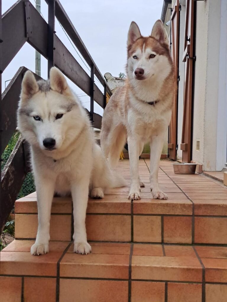 Savannah et Ruby, chiennes de Chrystelle — Chat Trek