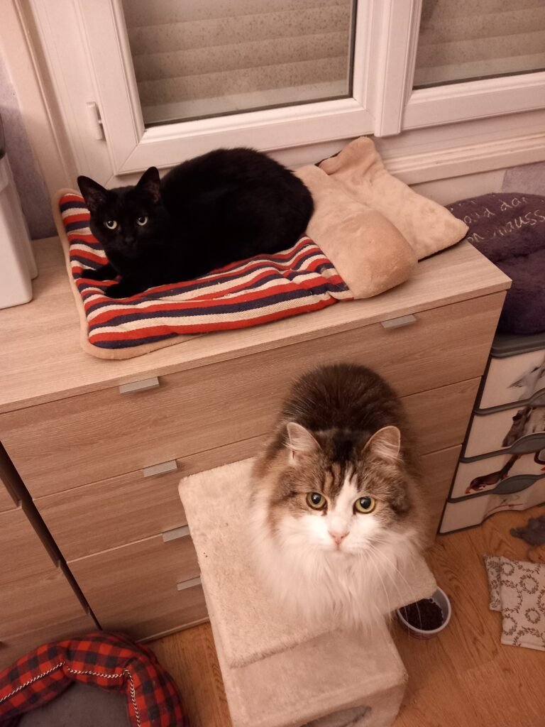 Winny et Mystik, chattes de Chrystelle — Chat Trek