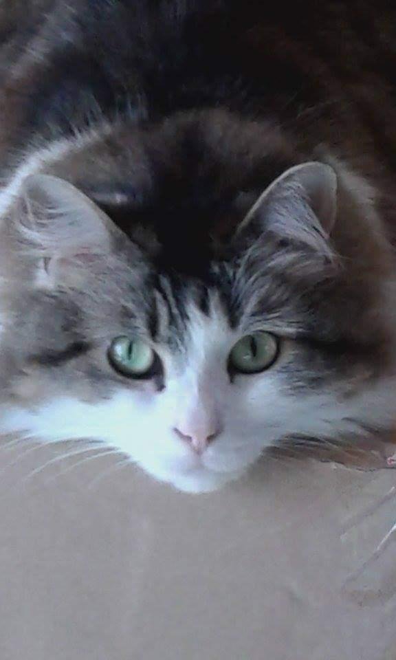 Winny, chatte de Chrystelle — Chat Trek