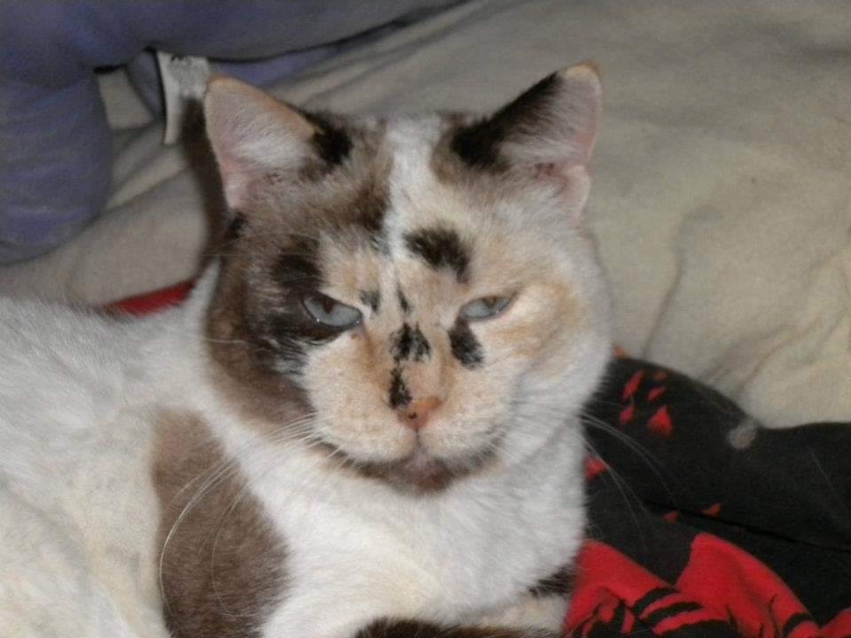 En mémoire de Clochette — Chat Trek