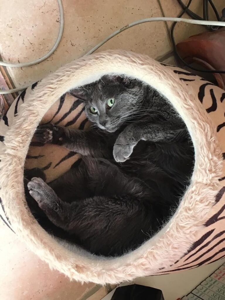 En mémoire de Stitchette — Chat Trek