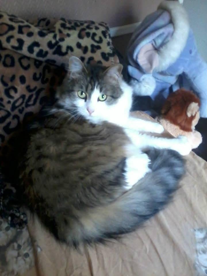 Winny, chatte de Chrystelle — Chat Trek