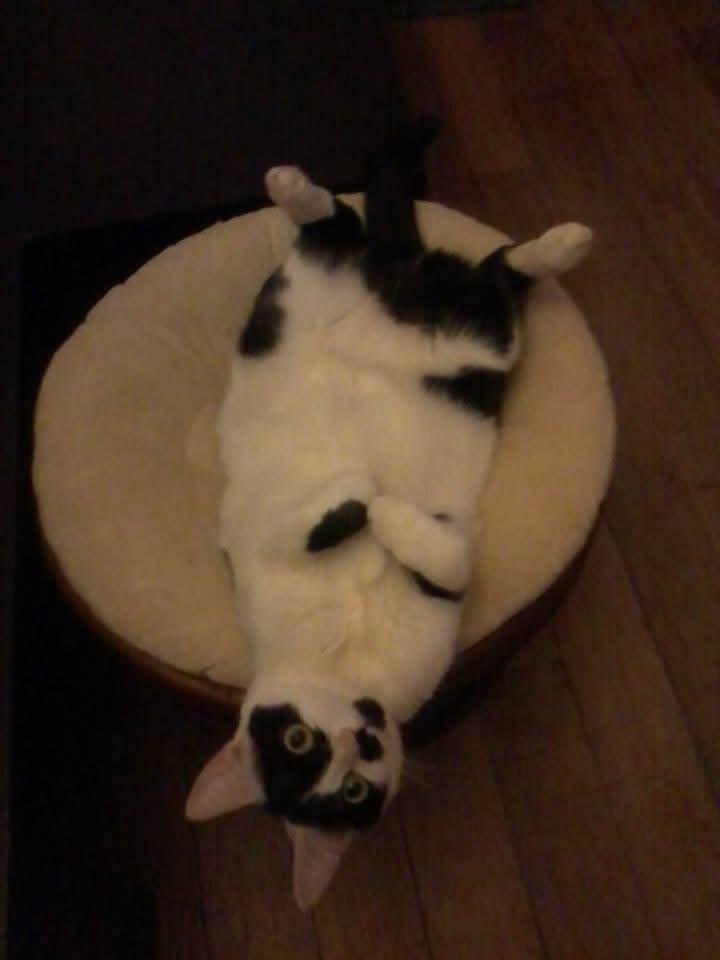 Luna, chatte de Chrystelle - Chat Trek