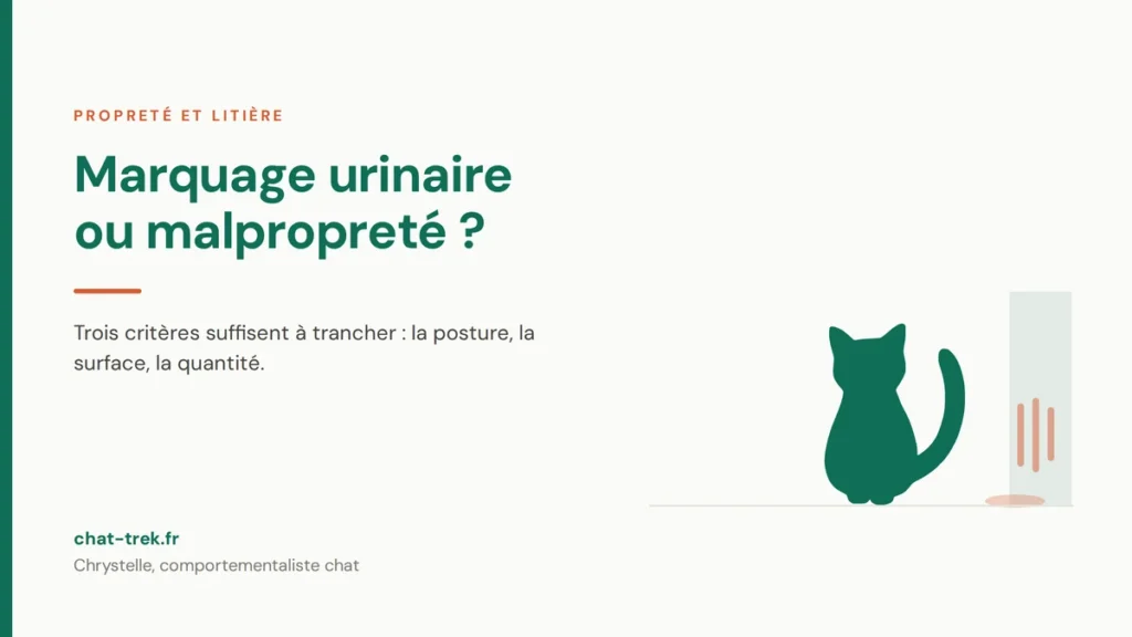 Chat assis devant un mur portant des traces de marquage urinaire