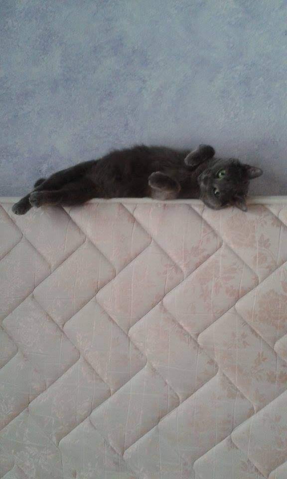 Photo de Stitchette, chatte de Chrystelle, comportementaliste chat