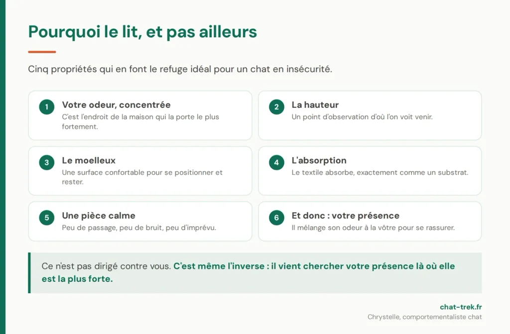 Pourquoi un chat choisit le lit pour uriner : les cinq propriétés qui en font un refuge