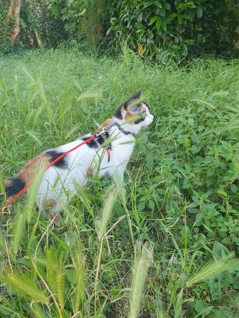 Mina, chatte de Sylvie, promenée en harnais et en laisse