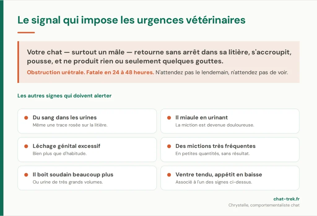 Le signal d'urgence chez un chat qui urine : obstruction urétrale, fatale en 24 à 48 heures