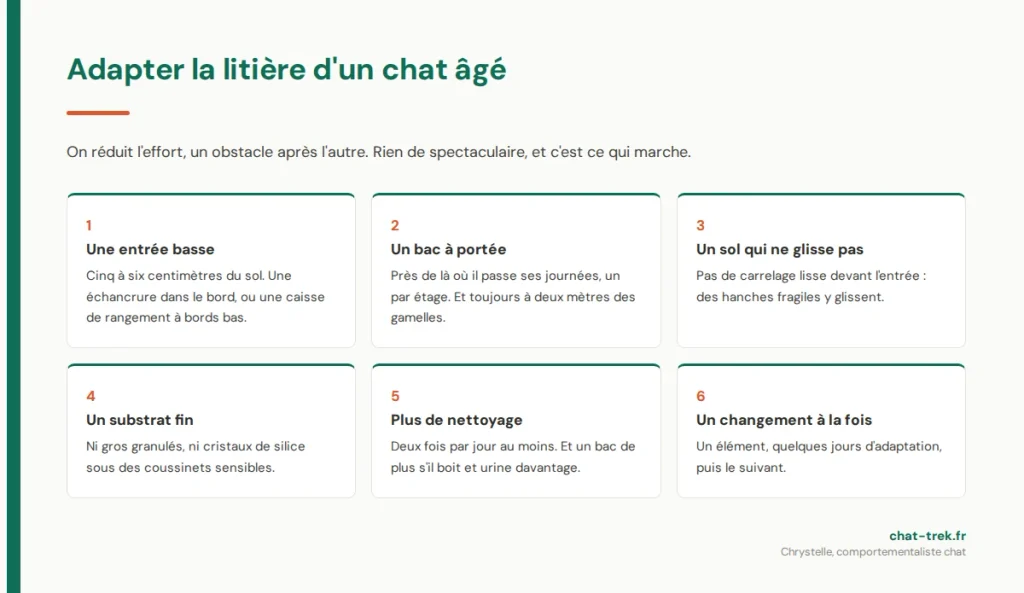 Adapter la litière d'un chat âgé : six aménagements du bac
