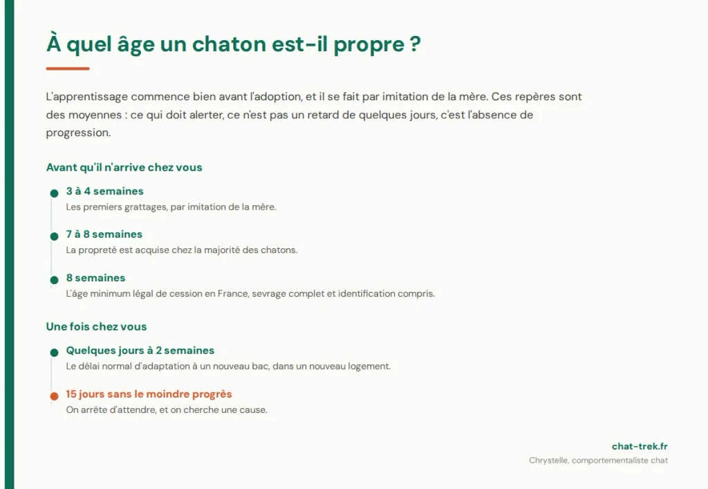 À quel âge un chaton est propre : les repères de 3 semaines à 8 semaines, et le délai d'adaptation