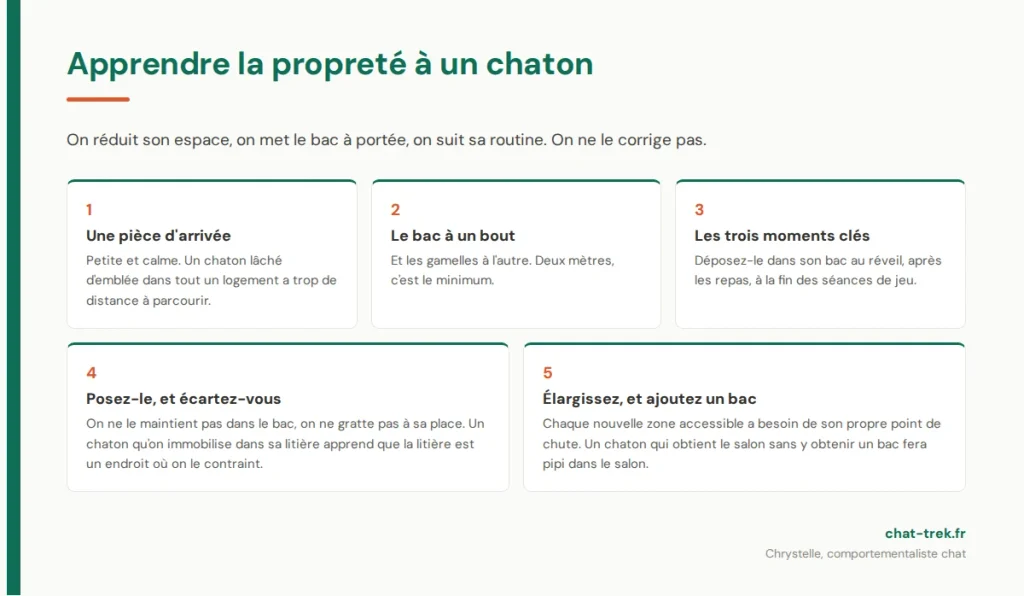 Apprendre la propreté à un chaton : la méthode en cinq étapes