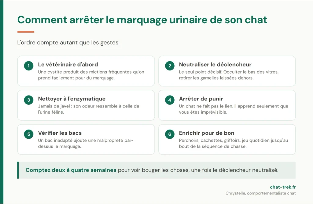 Les six étapes pour arrêter le marquage urinaire d'un chat, dans l'ordre