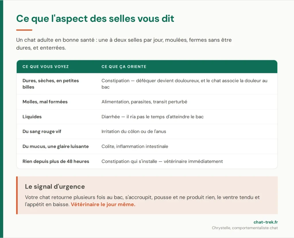 Ce que l'aspect des selles du chat indique : constipation, diarrhée, sang, mucus