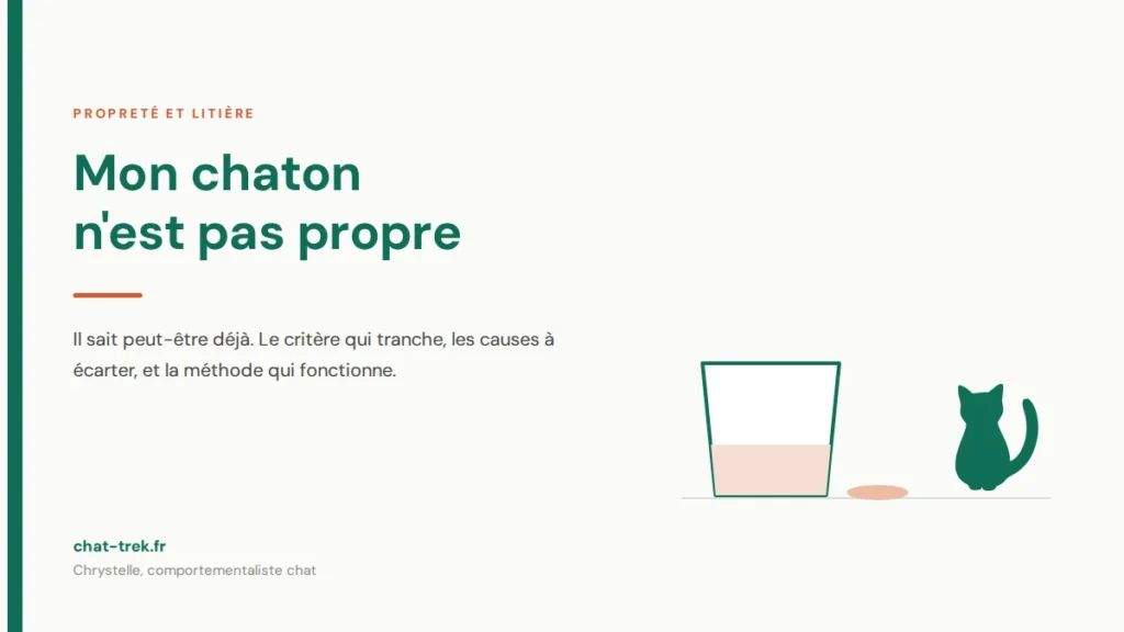 Chaton qui n'est pas propre, assis à côté d'un bac à litière dont le rebord le dépasse
