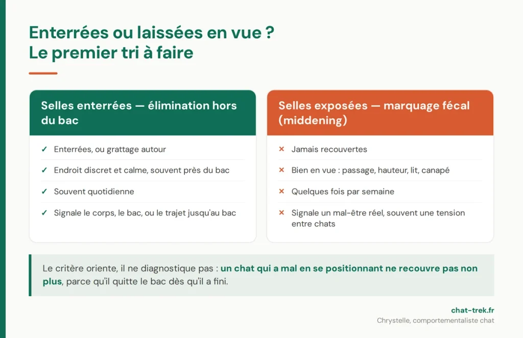 Différence entre l'élimination hors du bac et le marquage fécal chez le chat