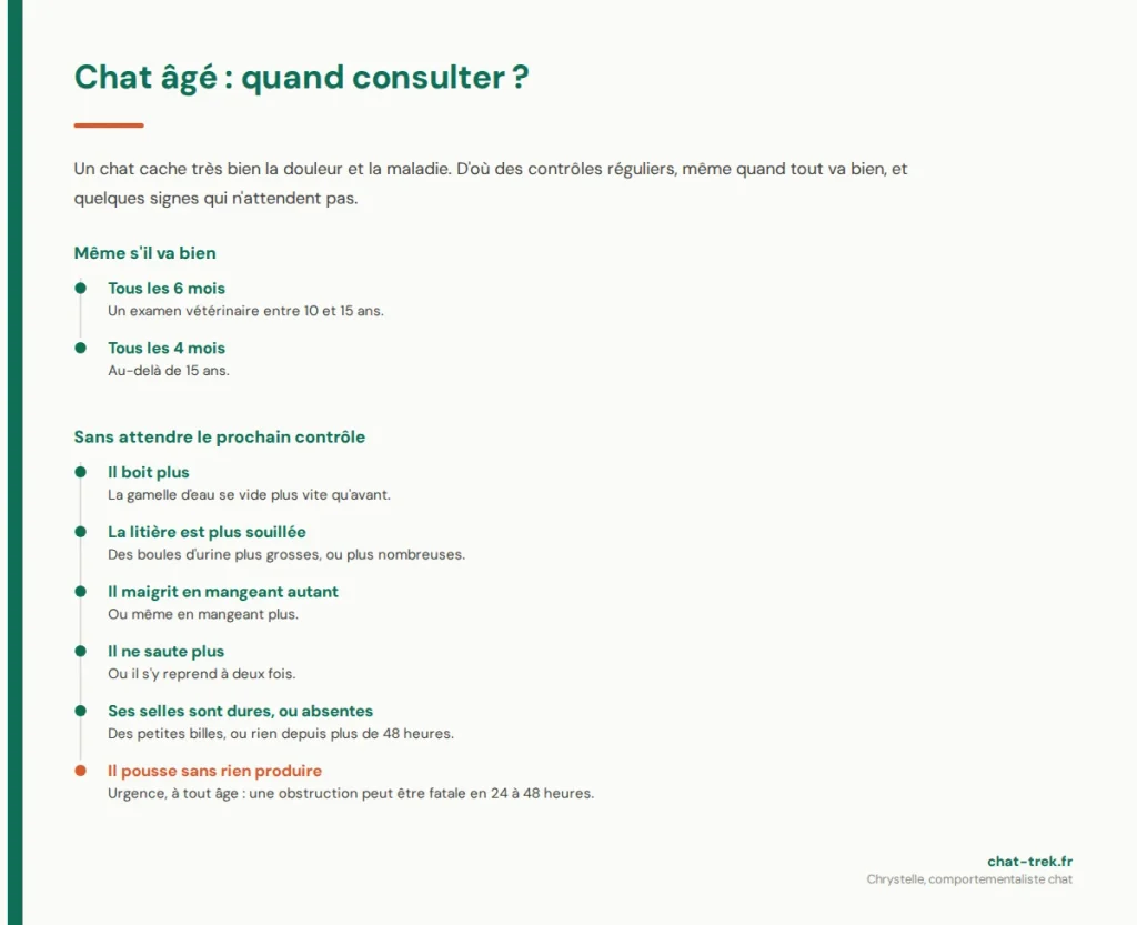 Chat âgé malpropre : quand consulter le vétérinaire, contrôles réguliers, et signes d'alerte