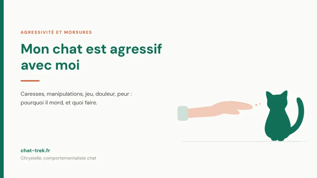Chat agressif : une main présentée à distance d'un chat assis, qui choisit d'accepter le contact ou non