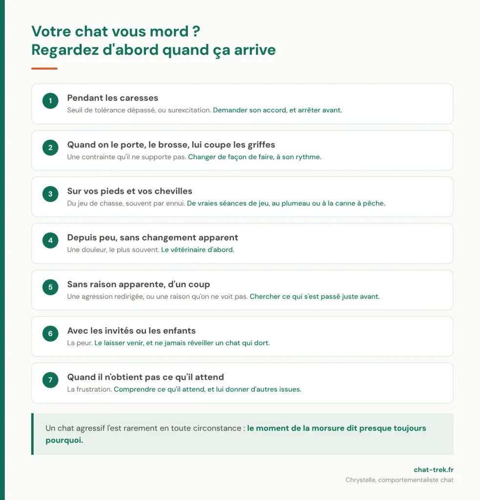 Pourquoi mon chat me mord : les sept situations, de la caresse à la frustration, et par quoi commencer 