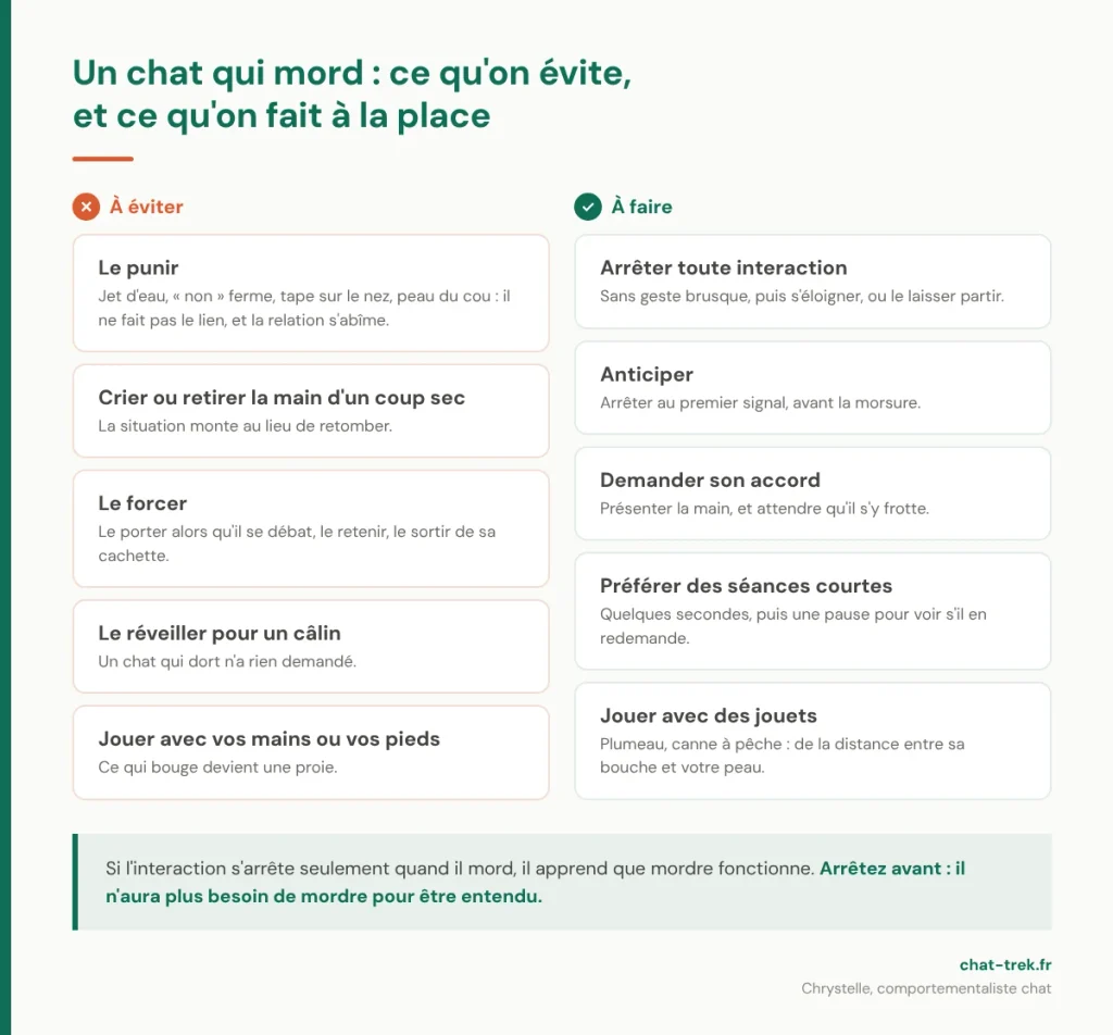 Chat agressif qui mord : ce qu'il faut éviter, et ce qu'il faut faire à la place 