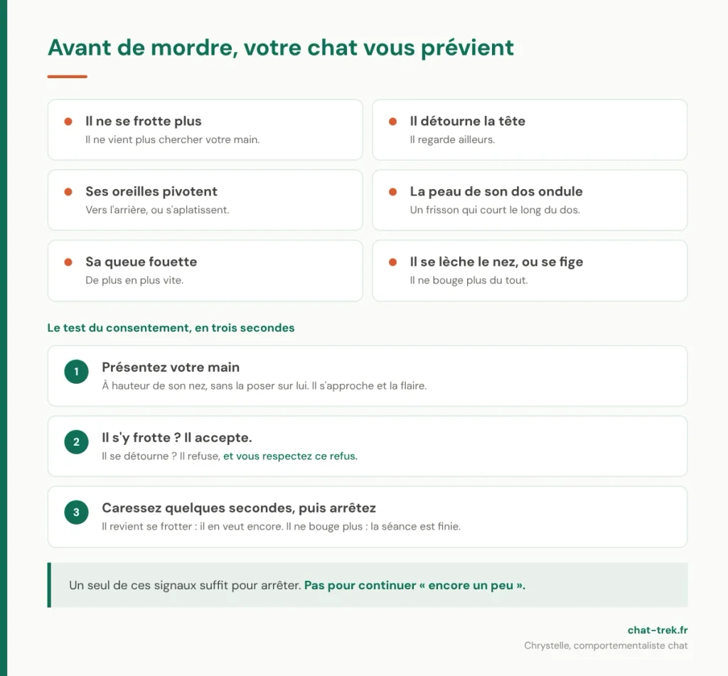 Les signaux d'un chat avant la morsure, et le test du consentement en trois étapes 